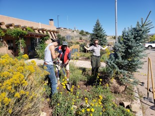 Volunteers and park rangers replace trees around the Abiquiu Lake Visitor Center during the National Public Lands Day event there Sept. 24, 2022.